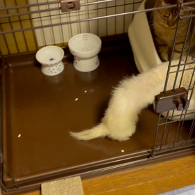 種を超えたふれあいタイムの画像