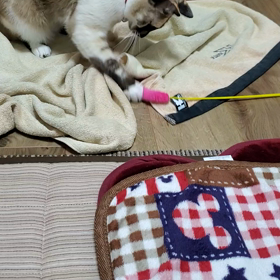 今夜の猫の画像