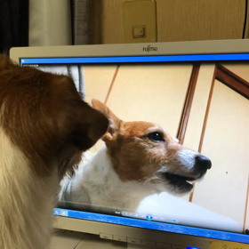 ラーちゃんとシンバのコラボ❤️の画像