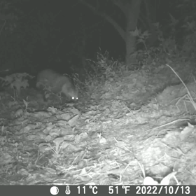 すぎぴたんの事件簿シーズン3　170話（去年の秋のタヌキ）の画像