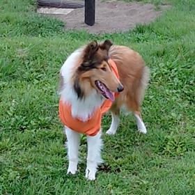 ラフ・コリー　　ランへの画像