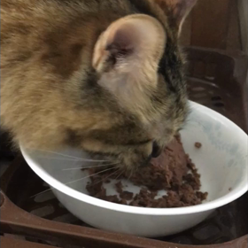 ぺちゃぺちゃガブッの画像