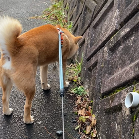 今朝の散歩の画像