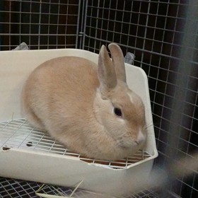 今日の小梅ちゃんの画像