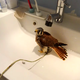 チョウケンボウのベルの水浴び＊の画像