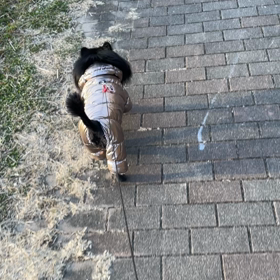 2023年1月26日　下痢　4の画像