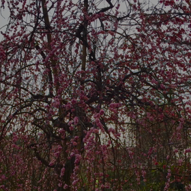 2017枝垂れ桜とカタクリと河津桜の画像