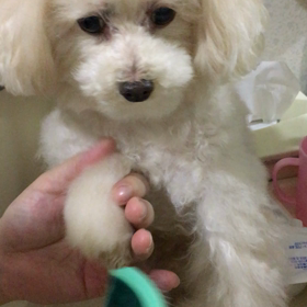 父さんトリマーの画像