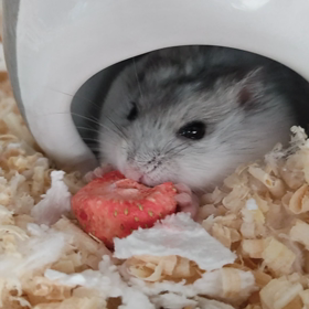 イチゴを食べる♥の画像