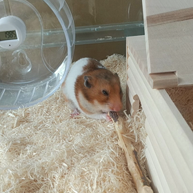 最近のきなこちゃん♡～いろいろな事が中止・・・の画像