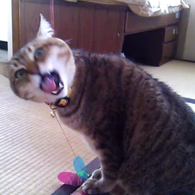 だから違うの！の画像