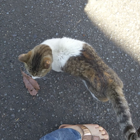 月命日の画像