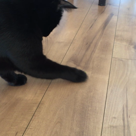 どんぐりころころの画像