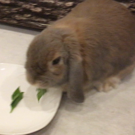 じゅりああるあるの画像