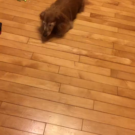 ちょこのうたた寝の画像