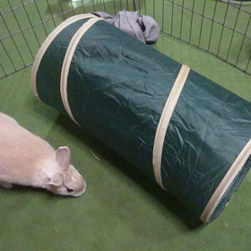 今日の小梅ちゃんの画像