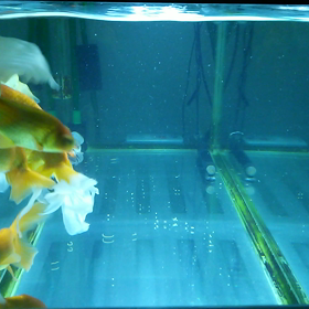 夜の家庭水槽  。の画像