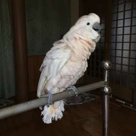 オオバタンの画像