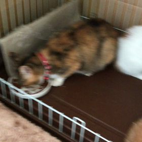 朝から仲良し❤️の画像