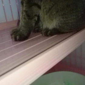 おや！お珍しいの画像