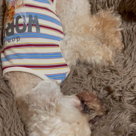 15歳　爆走。の画像