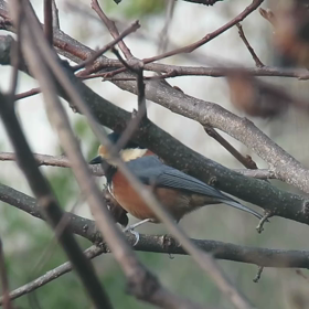 すぎぴたんの事件簿　シーズン２　７６話の画像