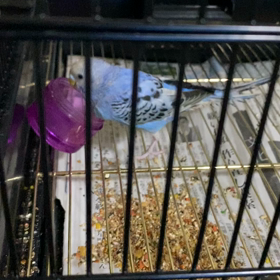 ママにバレちゃった！の画像