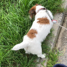 大人のニンジャ  散歩かい？の画像