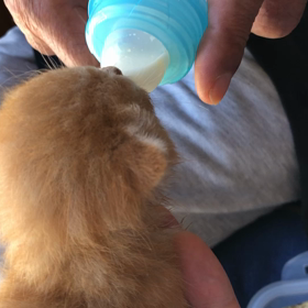 なるほど翻訳者か～の画像