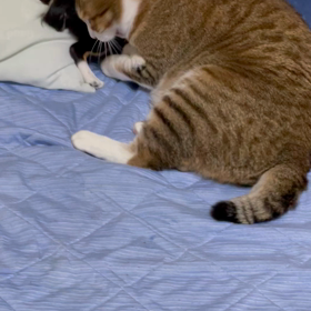 私の宝物の画像