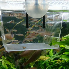 ブルーオーキッドの稚魚が育ってきました♪の画像