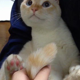 ウチの子ですの画像