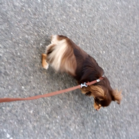 お泊まりチョコくんの画像