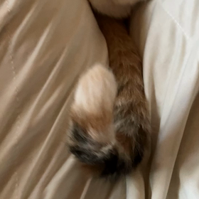 猫ちゃんが乗っかる季節♡の画像