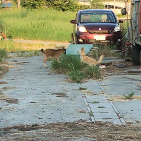 逃げる、逃げるの画像