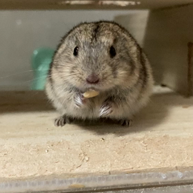 ごはんもぐもぐでしゅよ〜！の画像