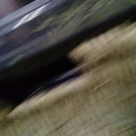 動画を撮ってみたの画像