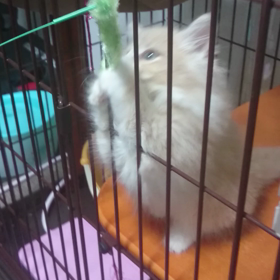 ちゃいちゃいの画像