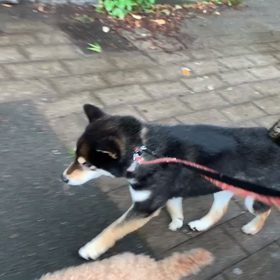 6月22日13わんこと1時間遠足  代々木公園の画像