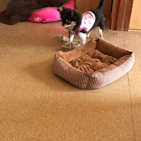 今日のガルガルの画像