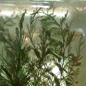 メダカちゃん、お食事(*´³`*) ちゅー♥の画像