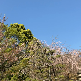 ほーほけきょの画像