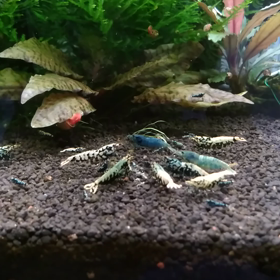 今日は鑑賞します。の画像