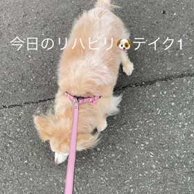 今日のリハビリ　テイク1＆テイク2の画像