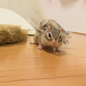 シマリスももちゃんダンシング♪の画像