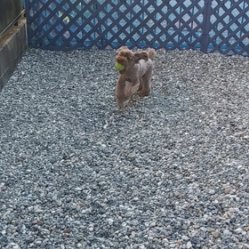 ボールで遊ぶモカの画像