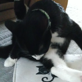 毛虫とおふくちゃんの画像