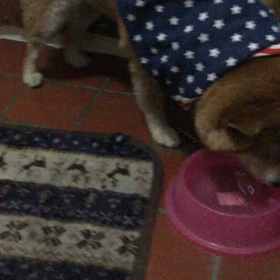 水飲みたまみの画像