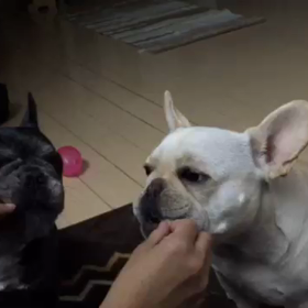 こむぎもよく噛むの画像