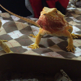 グラブパイ ゲットだぜ！ 続編 フトアゴヒゲトカゲの画像